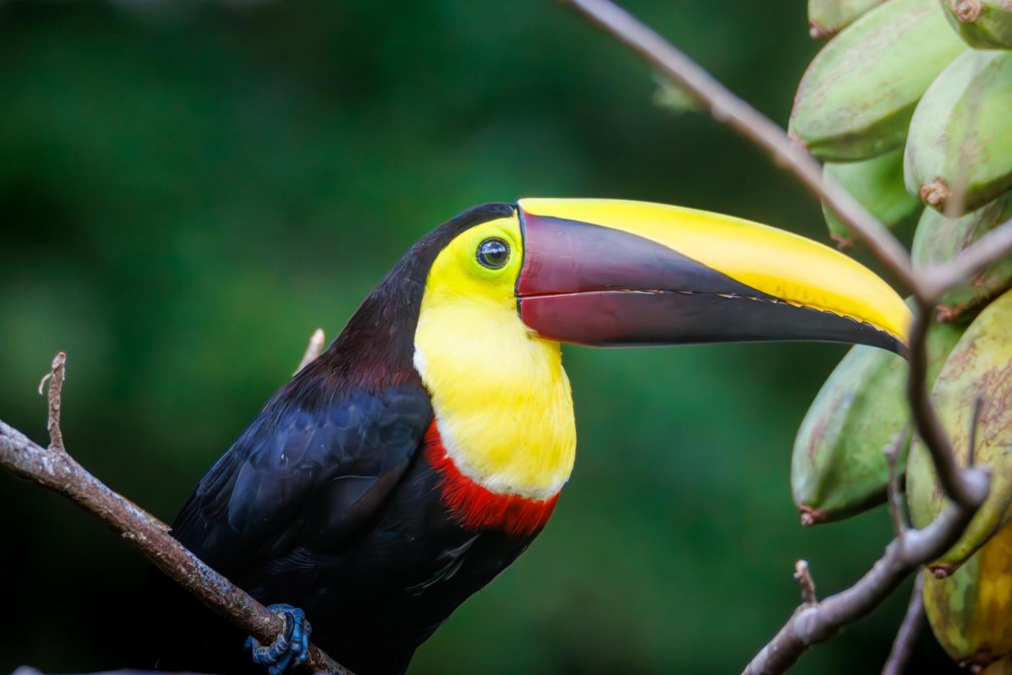 Aves De Tierras Altas Villa Bijagua Exterior foto