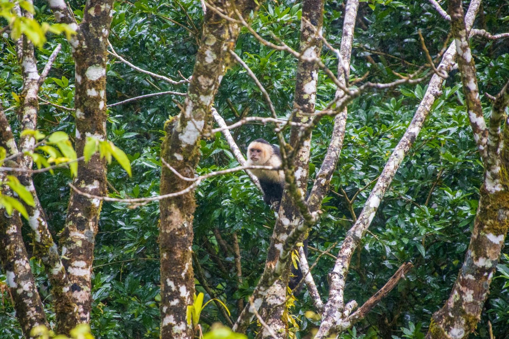 Aves De Tierras Altas Villa Bijagua Exterior foto