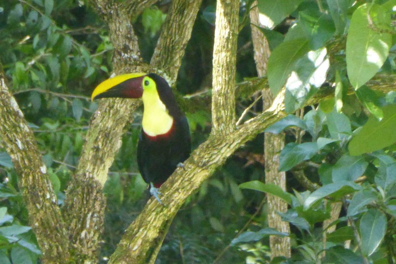 Aves De Tierras Altas Villa Bijagua Exterior foto